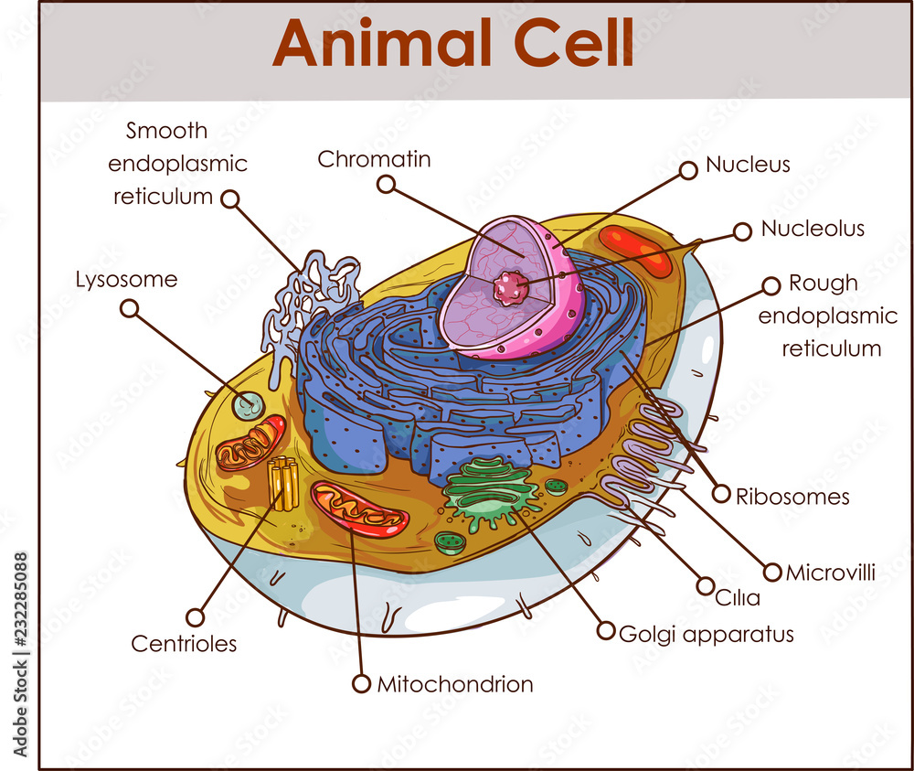 Information About the Smooth Endoplasmic Reticulum and Its Functions -  Biology Wise