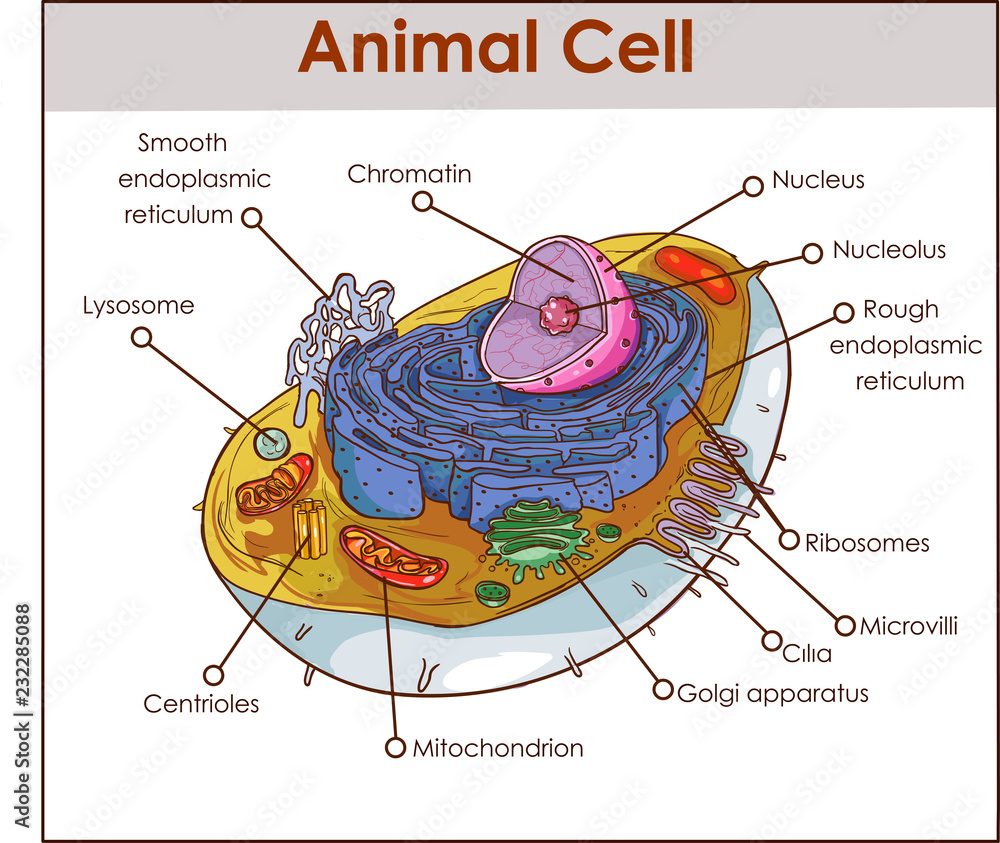 Stockvektorbilden Animal Cell Anatomy Diagram Structure With All Parts 