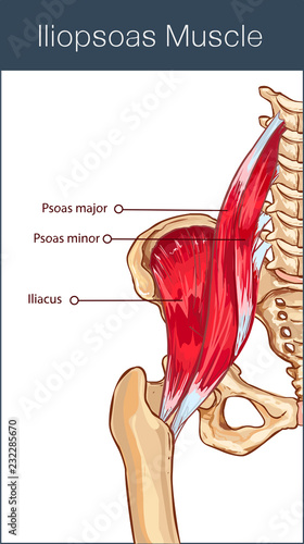Valokuva vector illustration of a iliopsoas muscle