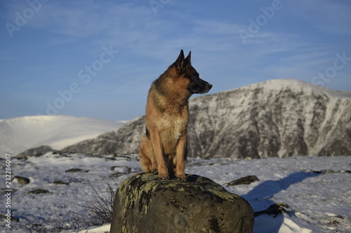 dog in mountains © Юлия Лебедева