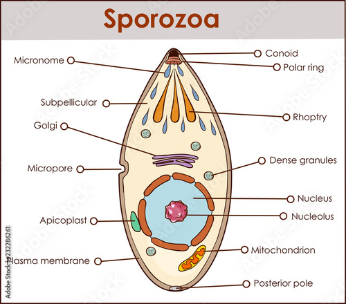 vector illustration of a sporozoa photo