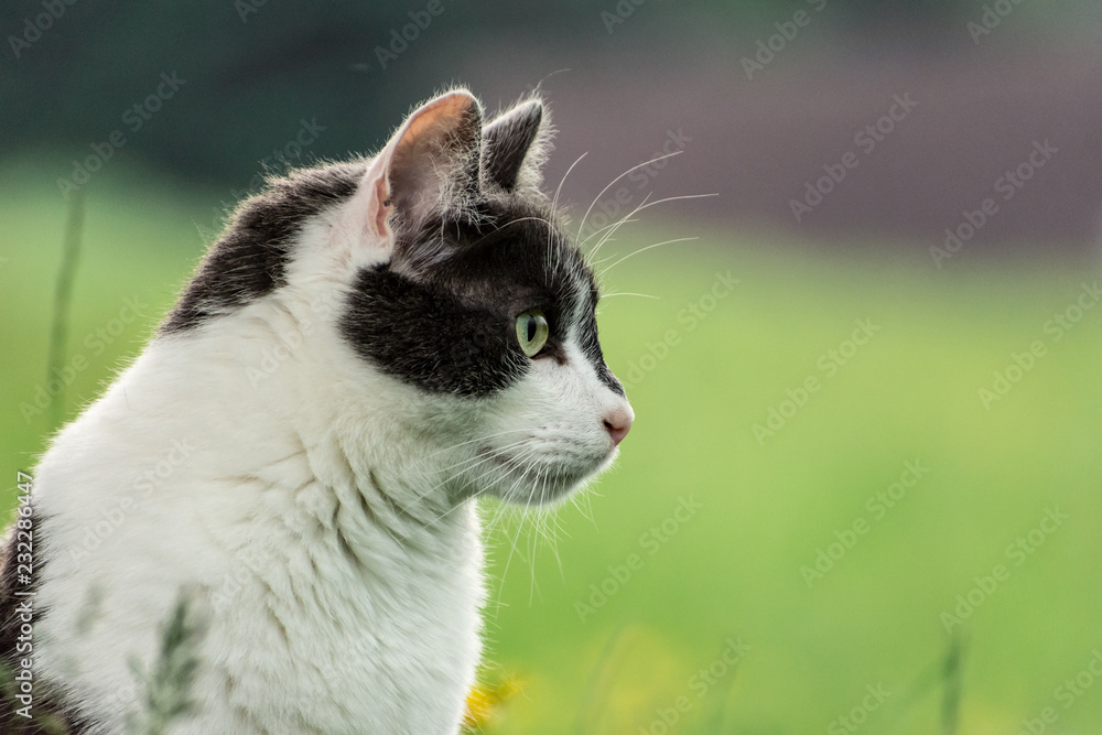 Gato Gato