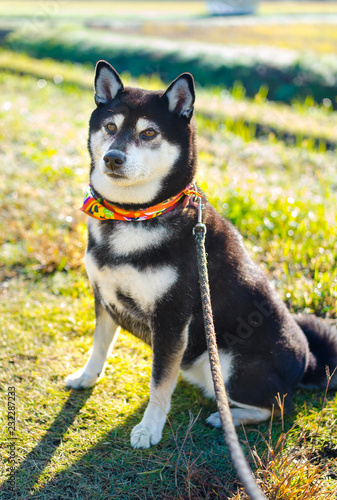 芝犬と朝の散歩