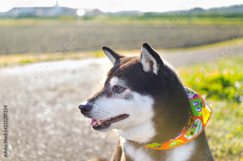 芝犬と朝の散歩