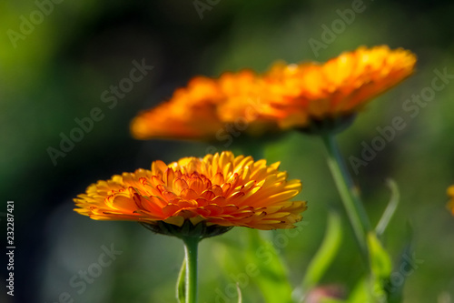 Orange calendula in green garden.