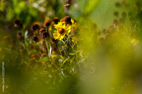 Yellow flower on green field. photo