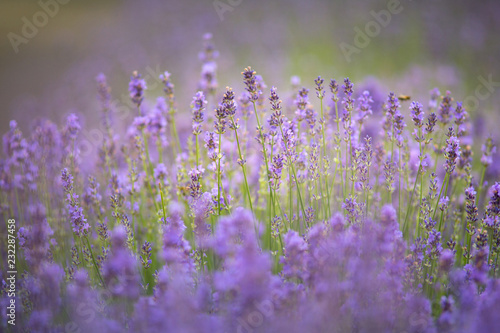 Beautiful Soft Flowering Lavender - soft light, very low depth of field.