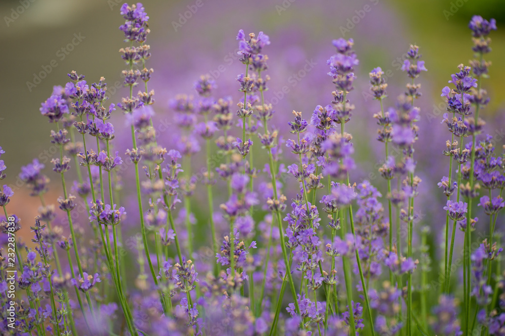 Obraz premium Amazing big lavender flower bushes close up.
