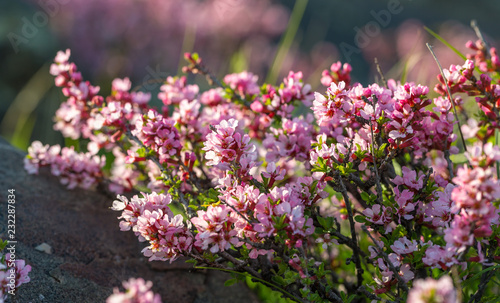 Flowering wild cherry in spring