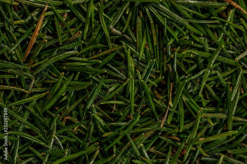 Green texture of conifer needles. Christmas needles for the background.