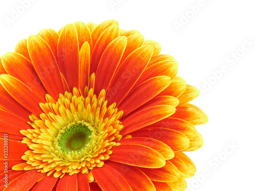 Multicolroed gerbera on white background