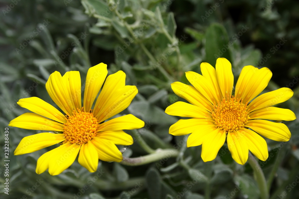 Gazania Flowers Gazania Flowers