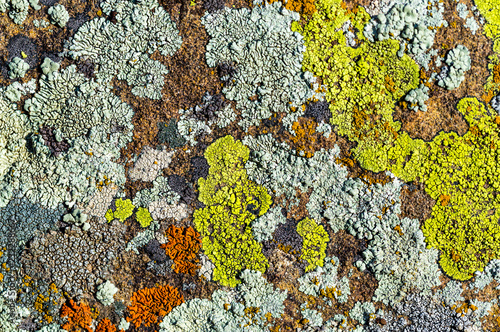 Color lichen on stone top view