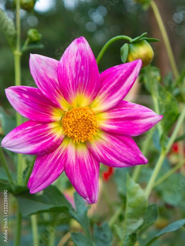 Pink and yellow flowered dahlia