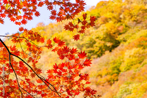 鮮やかな紅葉の木 © taka
