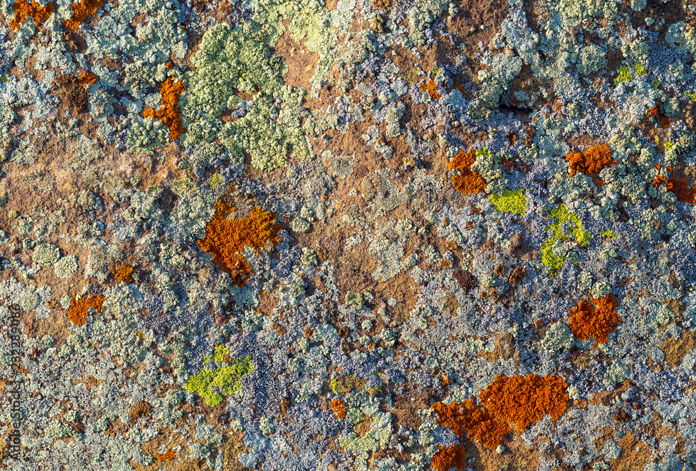 Color lichen on stone top view Color lichen on stone top view