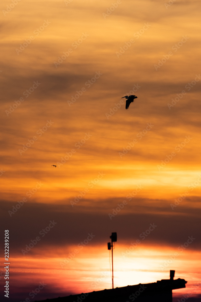 Pelican flying in the sky during the colorful golden hour before sunset in Porto Lagos, Rodopi, Greece Pelican flying in the sky during the colorful golden hour before sunset in Porto Lagos, Rodopi, Greece
