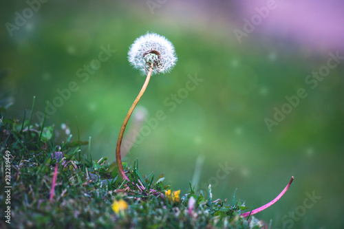Fototapeta Naklejka Na Ścianę i Meble -  Одуванчик