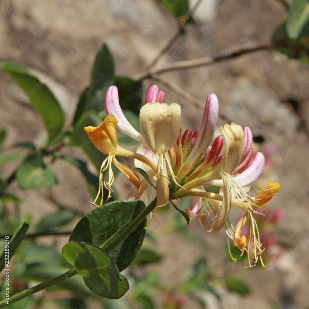 Obraz premium Fleur de chèvrefeuille