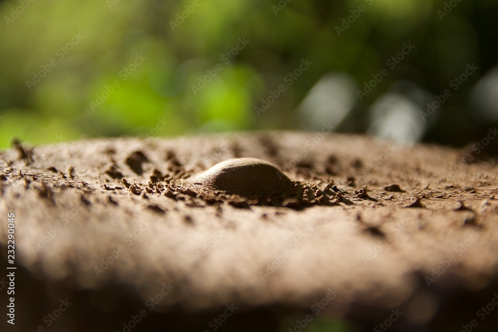 Naklejka premium Champignon