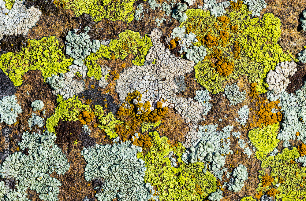 Color lichen on stone top view - obrazy, fototapety, plakaty 