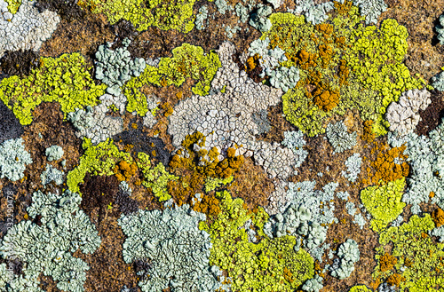 Color lichen on stone top view photo