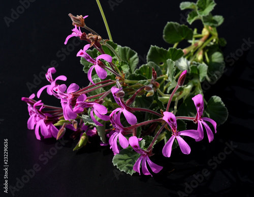 Fototapeta Naklejka Na Ścianę i Meble -  Kapland-Pelargonie, Umckaloabo, Pelargonium, reniforme