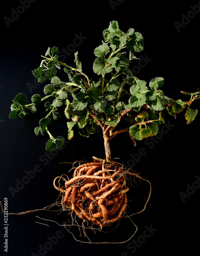 Umckaloabo, Pelargonium, reniforme, Wurzel