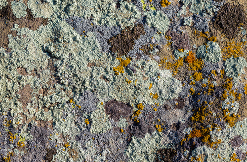 Color lichen on stone top view