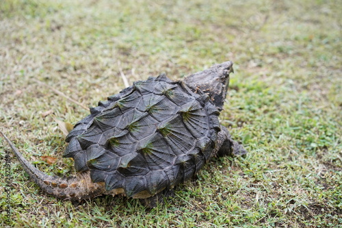 Alligator snapping turtle in the garden