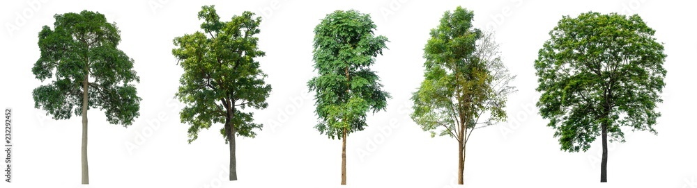 The collection of trees on white background.