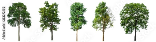 The collection of trees on white background.
