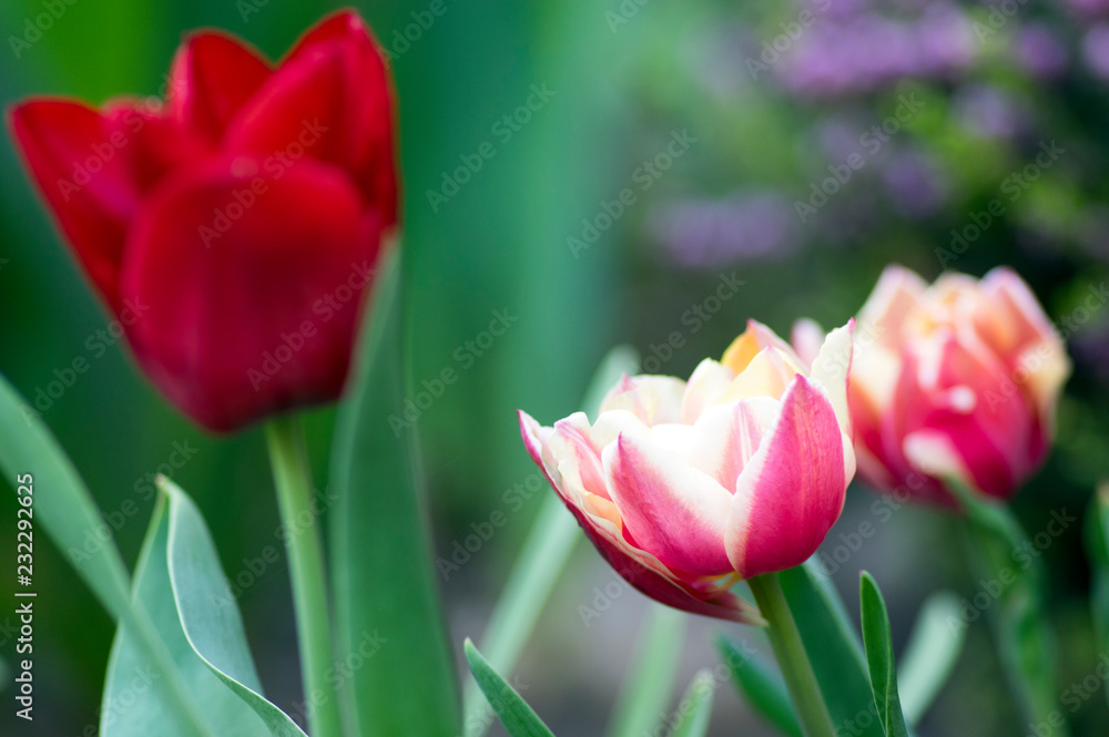 Colorful white and pink common tulips in the garden, colorful petals on green stems, beautiful springtime flowers in bloom Colorful white and pink common tulips in the garden, colorful petals on green stems, beautiful springtime flowers in bloom