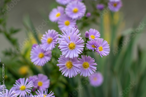 Symphyotrichum novae-angliae Michaelmas daisy in bloom  autumn ornamental herbaceous perennial plant