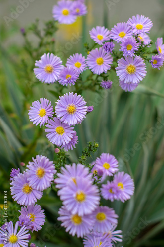 Symphyotrichum novae-angliae Michaelmas daisy in bloom  autumn ornamental herbaceous perennial plant