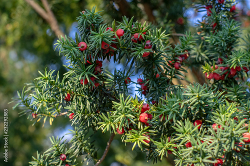 European yew Taxus baccata is ornamental park conifer shrub with poisonous and bitter red ripened berry fruits