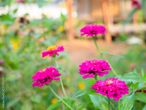 Wallpaper Mural Zinnia violacea Cav , Beautiful pink flowers.. Torontodigital.ca