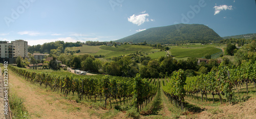 Vineyards in the village of Boudry in Romandie, Swiss Alps