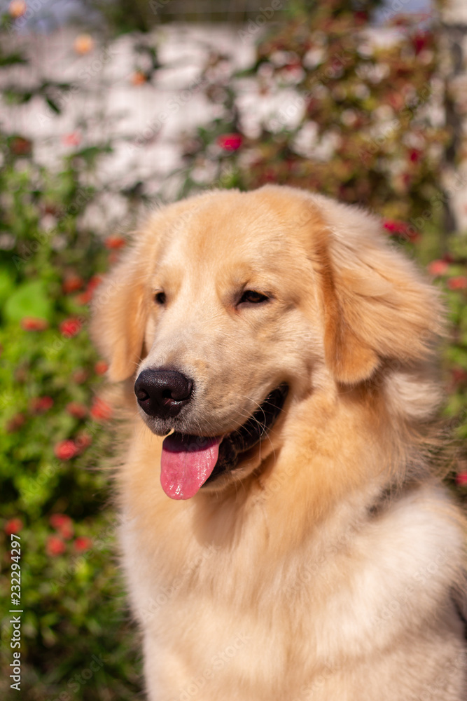 golden retriever