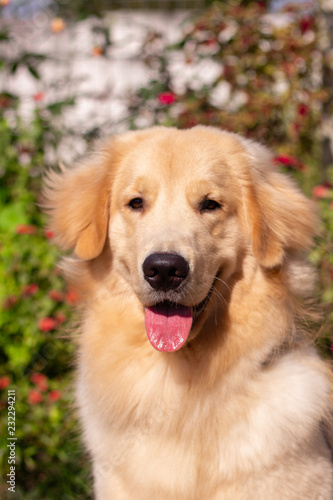 golden retriever