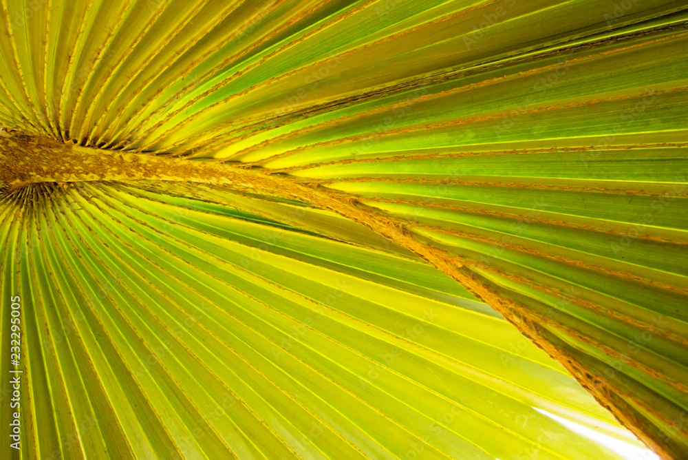 Obraz premium Palm leaf background