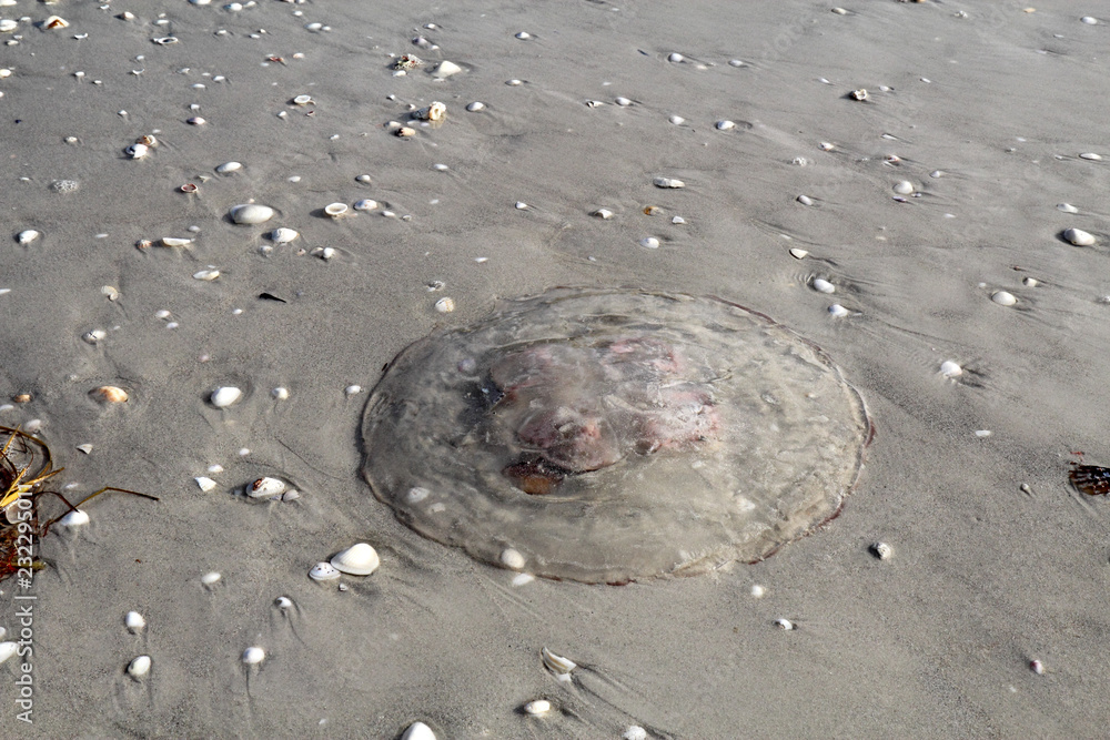 Naklejka premium Jellyfish on the beach at Sanibel Island Florida