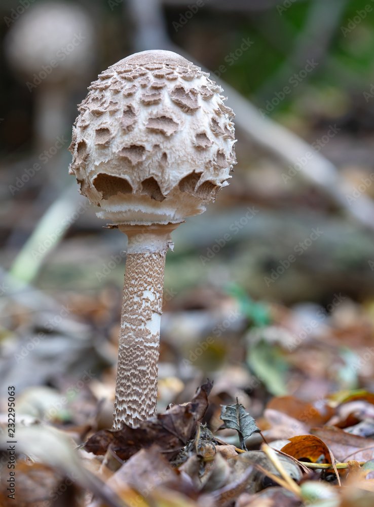 Shaggy Parasol Mushroom.(Lepiota Procera/Macrolepiota Procera)