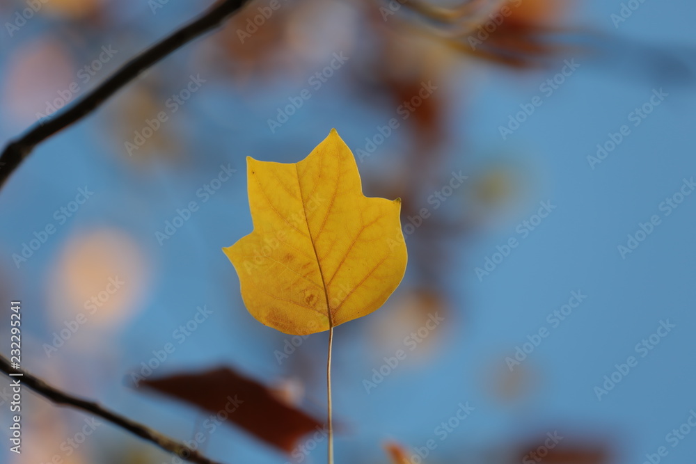 Gelbes Blatt vor blauem Himmel an Herbstbaum Gelbes Blatt vor blauem Himmel an Herbstbaum