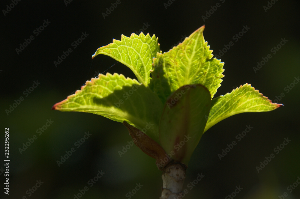 Hydrangea foliage in sunlight isolated against dark background Hydrangea foliage in sunlight isolated against dark background