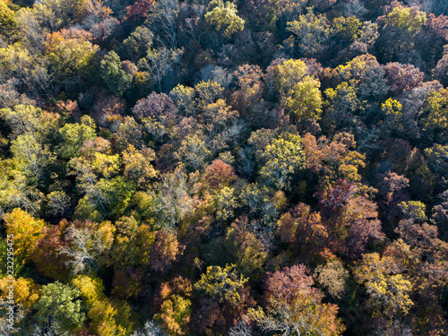 Autumn Aerial over fall colored trees © DesiDrew Photography