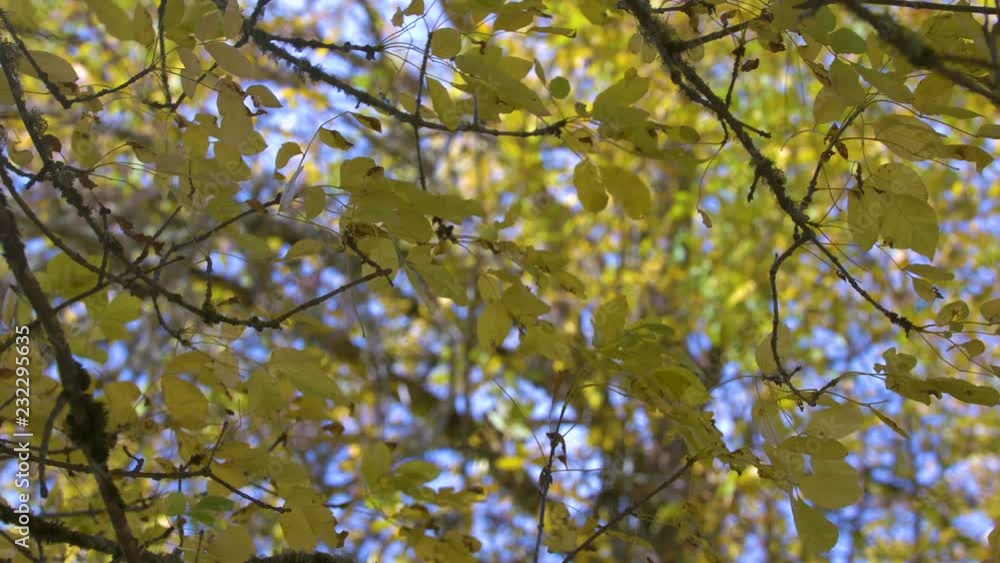 Yellow Fall Leaves Blowing in the Wind Yellow Fall Leaves Blowing in the Wind