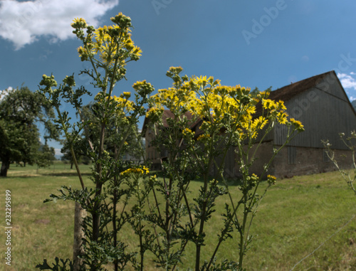 Senecio sp.; yellow ragwort flowers in Swiss meadow photo