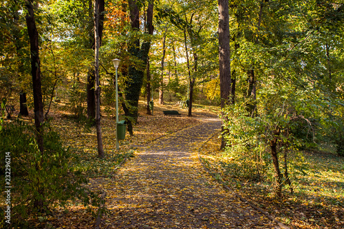 Autumn landscape in park 