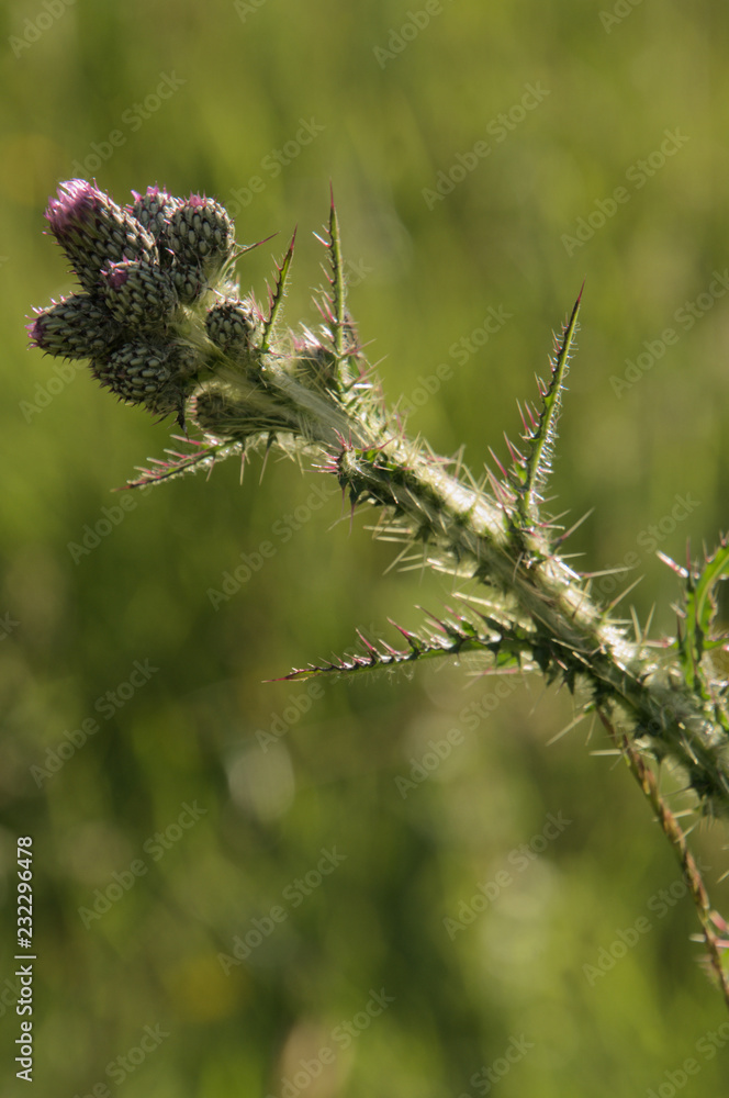Thistles buds in meadow, Swiss alps